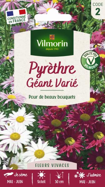 Fleurs - Pyrèthre Géant varié - face recto